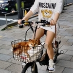自転車の前かごに乗っかるワンちゃんがTwitter上で話題になった（提供写真）
