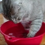 夢中になって遊ぶにゃーちゃん、この後悲劇が…＝にゃーちゃん＆おにいちゃん（@nyaa_oniichan）のツイートより