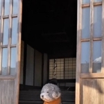 動画のわんこがまるでぬいぐるみか、おばあちゃんのようだとTwitter上で話題になった（「レノン&れある」さん提供、Twitterよりキャプチャ撮影）