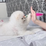 タッチ！決まったね！＝ルル真っ白ポメラニアンの女の子さん（@lulu_lu_0607）提供