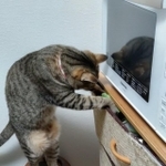 何かいいもんないかにゃ＝キジトラ猫さん（@kigineko8）提供