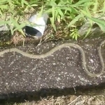 棚田の用水路を泳ぐ？アオダイショウ（提供画像）