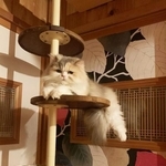 まるで猫又！？ロングヘア－すぎて尻尾か足か見分けのつかない猫ちゃんが話題（飼い主の方提供）