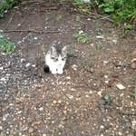 車に轢かれていたかもしれない＝タノビケルト@ぼちぼち描いてる物語更新中さん（@tanobikeruto）提供