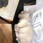 足やしっぽを折りたたみコンパクトな姿で眠る子犬がTwitter上で話題を集めた（提供写真）