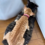 親子亀ならぬ親子猫＝なのぴこ@ちぇるしい（@ChelseaNanonano）さん提供