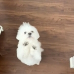 お芋！ちょーだい！（かわいいぬさん提供）