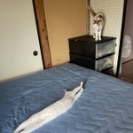 ベッドの上で長く伸びる保護猫がTwitter上で話題を集めた（提供写真）