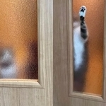 【左】「ママ、まだかな～」【右】我慢できなくなって「ママ、早く～」=猫ちゃんの下僕さん（@okoge_family222）さん提供