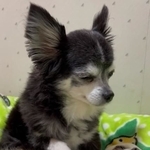 睡魔と闘いながら寝かしつけるワンコの動画が話題になった（「チワワん　一花」さん提供、Twitterよりキャプチャ撮影）