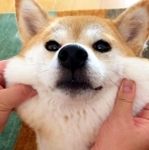 ほっぺをムニムニされる柴犬がTwitter上で話題になった（提供写真）