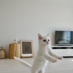 着地、決まった！＝めるちょとまおまおさん（@meltube_cat）提供