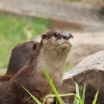 日本最大の広さを誇るというコツメカワウソ展示エリア。クラウドファンディングの支援によって実現しました