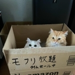 Nyamazon（ニャマゾン）から送られてきたというモフモフ猫たちの写真がTwitter上で話題を集めた（ネコランドさん提供）