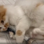 体重7キロ、おもちゃの魚を“羽交い締め”して広告キックを繰り出すぽてちちゃん＝ぽてこゆこめ+うなさん（@potechi_nikki）のTwitterより