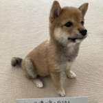 「ぼくは折り畳み傘の持ち手をがじがじかじりました。反省してません。またします」だと…！？豆柴たわしくん提供）