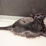 【ビフォー写真】シャンプー中に謎の生き物に“変身”した猫さんがTwitter上で話題を集めた（ももさん提供）