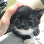 うふふふ、幸せだにゃあ＝うに@ねこ休み展さん（@unicouniuni3）提供