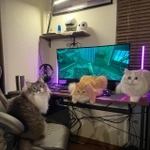 StrayをやっているPC画面の前を占拠するモフモフ猫たちがTwitter上で話題になった（ネコランドさん提供）