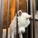 窓の柵に頭ごと突っ込んでお顔がむぎゅっとなっているワンちゃんがTwitter上で話題を集めた（提供写真）