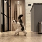 すたっ！決まったぜ＝立ち耳スコのフクさん（@fukuneko_47）提供