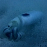 高速回転でゴカイ（左下手前）を巻き取るウミヘビ（中央）。どうしてこうなった…（提供画像）