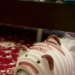 蚊取り豚を装着した「蚊取りアーマー」猫ちゃんがTwitter上で話題を呼んだ（ネコランドさん提供）