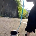 お散歩楽しいね！飛ぶように駆ける子犬さん（あるとさん提供）