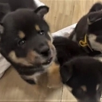 飛び跳ねる子犬たちの動画がTwitter上で話題を集めた（「黒柴りつ@武蔵照陽荘」さん提供、Twitterよりキャプチャ撮影）