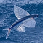 この上なく美しい6月のトビウオ