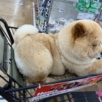 カートに乗っかるチャウチャウ犬が「ぬいぐるみ」のようだとTwitter上で話題になった（提供写真）