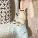 じいじとばあばの布団の間で眠る柴犬の写真がTwitter上で話題を集めた（提供写真）