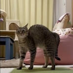 一瞬で戦闘モードに…何があった？＝とうふさん（@uratakaxx）提供