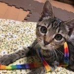 怖がりなコトもおもちゃは大好き