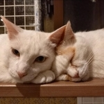 バロンくんとまるくん