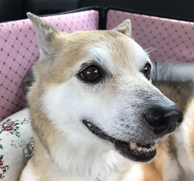 元飼い主に団地の2階から放り投げられ腰を骨折した保護犬 愛情を注いでくれる新しい飼い主との出会い 神戸新聞next 連載 特集 話題