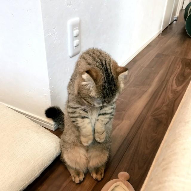 可愛いすぎてごめんなさいにゃ 謝罪 する子猫の写真が話題 これもまた可愛すぎて罪 実は 神戸新聞next 連載 特集 話題