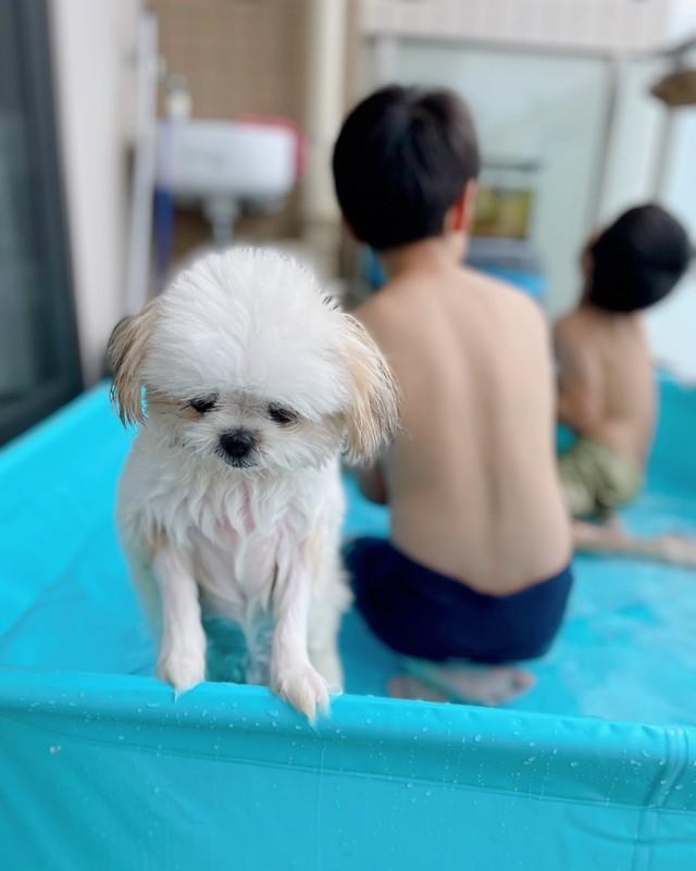 出たいのね プールでしょんぼりする子犬にキュン 最高の困り顔 もうやだって声が聞こえてくる 神戸新聞next 連載 特集 話題