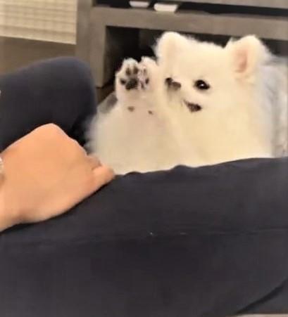 抱っこされる赤ちゃんに お願い ポーズの犬さん 赤ちゃんのお世話したいの ちっちゃいお姉ちゃん 笑顔であやしてる 神戸新聞next 連載 特集 話題