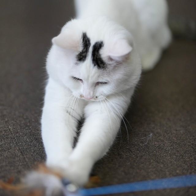 額に「八」の字模様がある福丸。猫じゃらしで遊ぶ