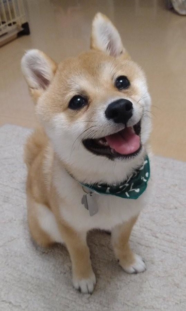 散歩楽しかったみたい」ニコニコ笑顔で見上げる子犬にキュン♡ 「また