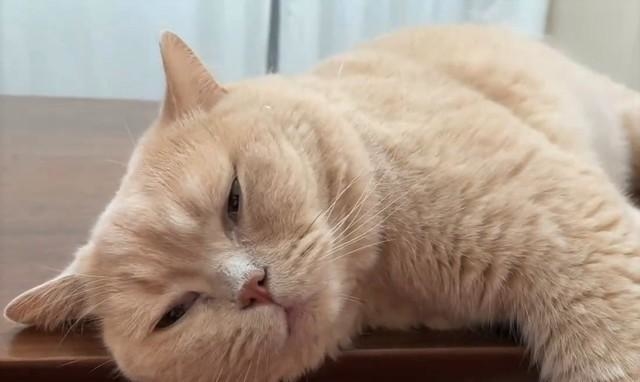 ん？目が覚めた・・・（「みかんとじろうさんち」さん提供、Twitterよりキャプチャ撮影）