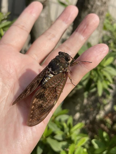（日高トモキチさん提供）