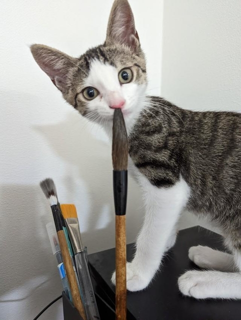 筆を鼻に突っ込む子猫がTwitter上で話題になった（輝竜司さん提供）
