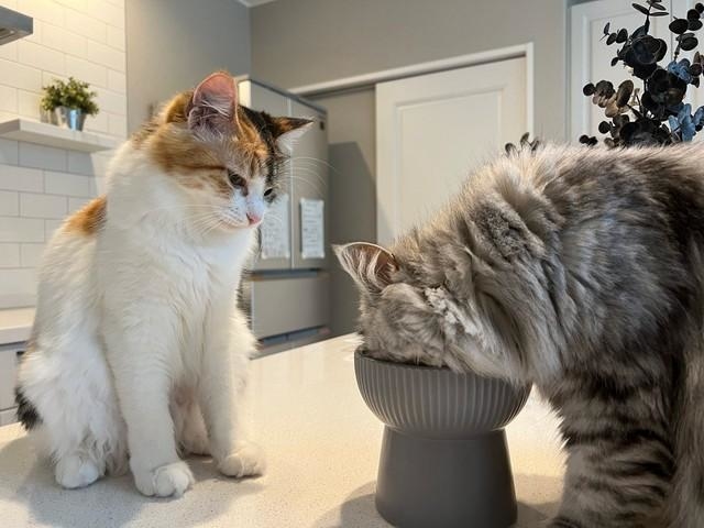 「残さないかな…」同居猫に無言の圧をかけるうなちゃん（左）＝ぽてこゆこめ+うなさん（@potechi_nikki）提供