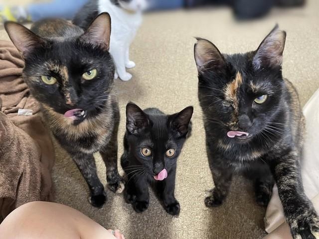 ペロリスト”に囲まれてしまった…眼光鋭く舌なめずりする猫たちが