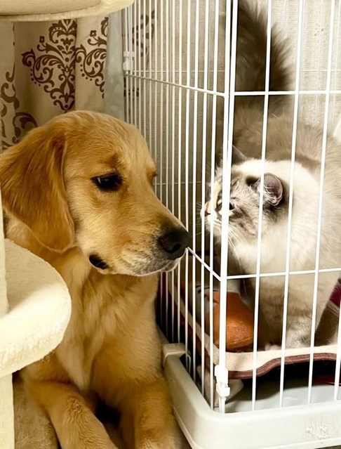 名残り惜しいよね＝ぷぅちゃんねる♡ゴールデンレトリバーさん（@pu_channeldesu）提供