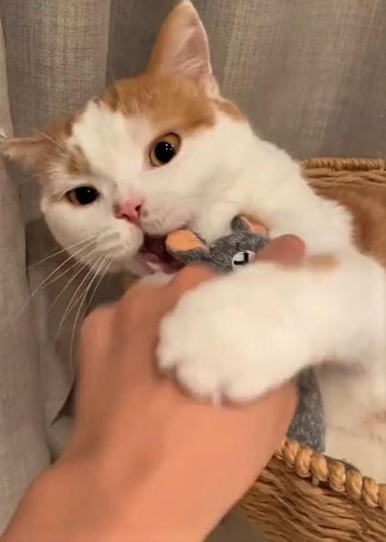 くまのぬいぐるみを触ろうとすると、猫パンチをかます猫が話題になった（hornさん提供、Twitterよりキャプチャ撮影））