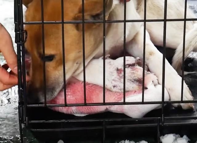 ピースワンコ・ジャパンでは狩猟用罠に誤ってかかってしまったワンコの保護も行なっています