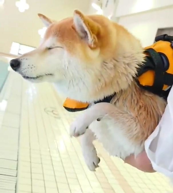 イメトレ？（「柴犬チャーミー」さん提供、Twitterよりキャプチャ撮影）